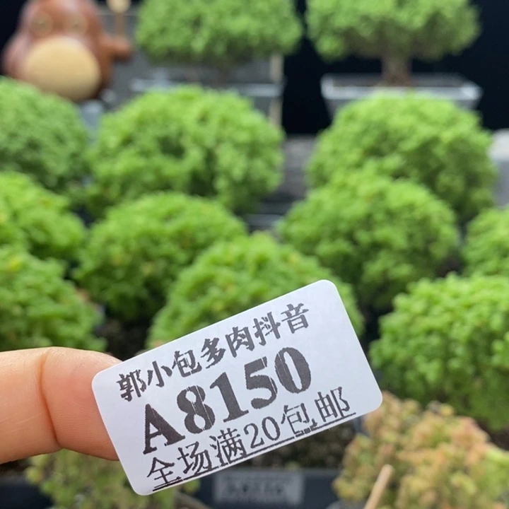 土两包8150枝干番杏