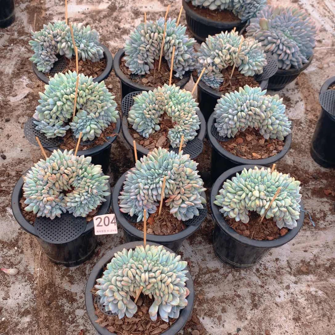 204橙子多肉植物go n