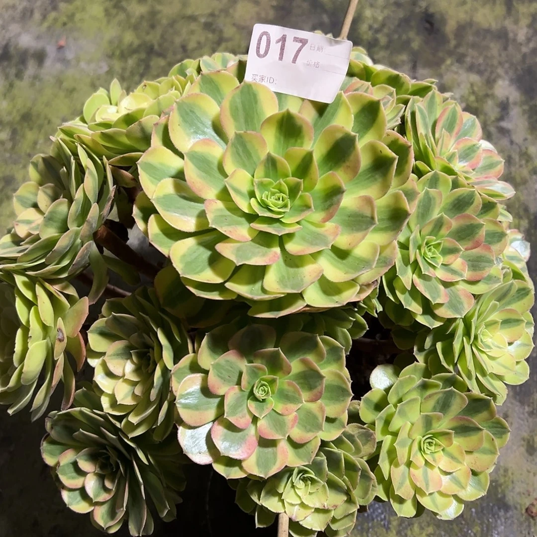 017雨荷多肉法师植物