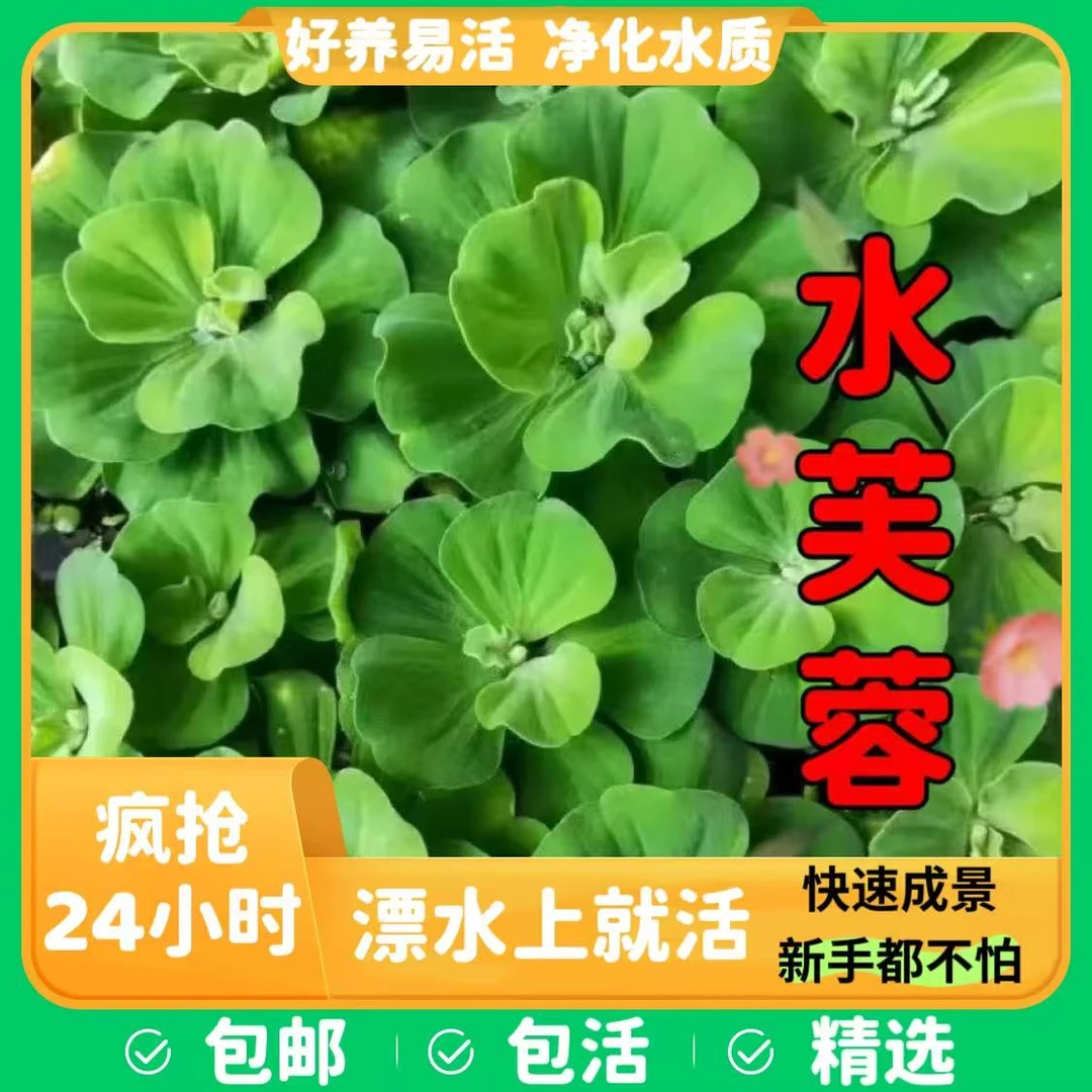 水芙蓉浮萍水草用于水生植物鱼缸池塘造景水草植物养不死的水草