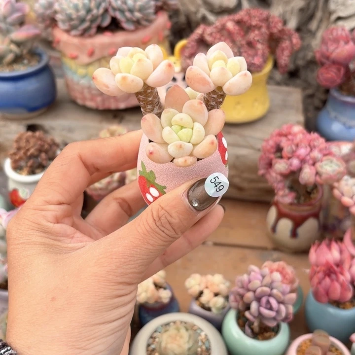 549 多肉含盆土 30元包邮 除偏远