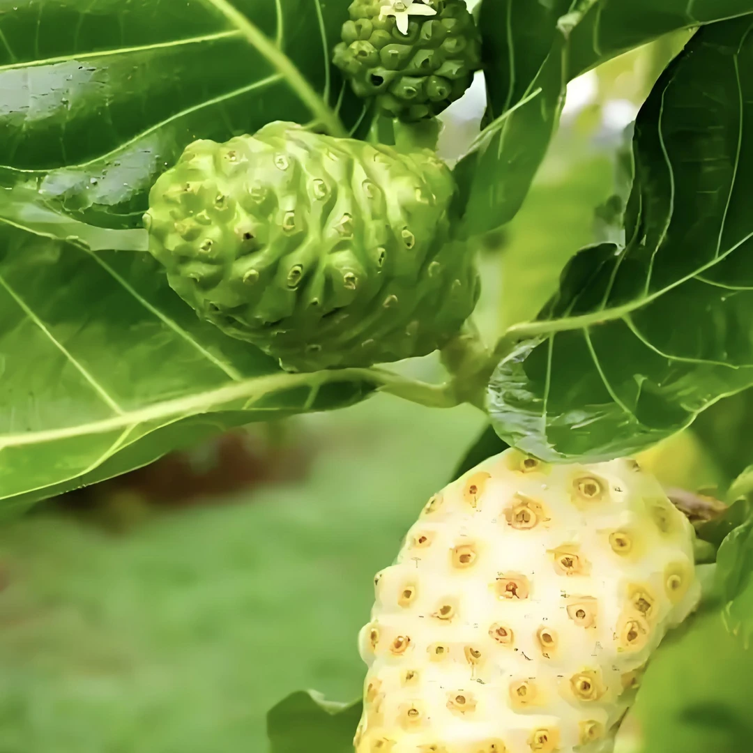 云南德宏农家自种诺丽果