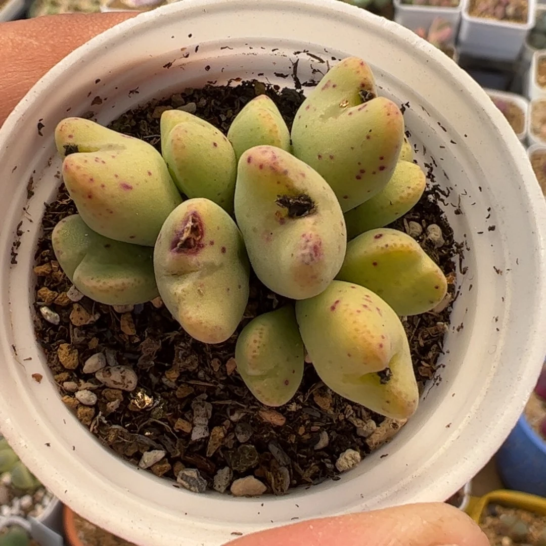 822多肉植物百科