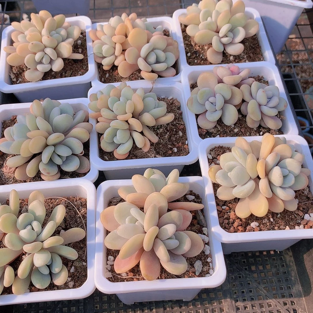 粉兔群2456788990000