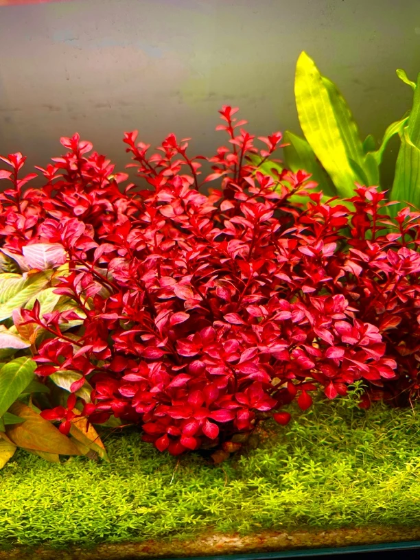 新大红叶水草鱼缸水草
