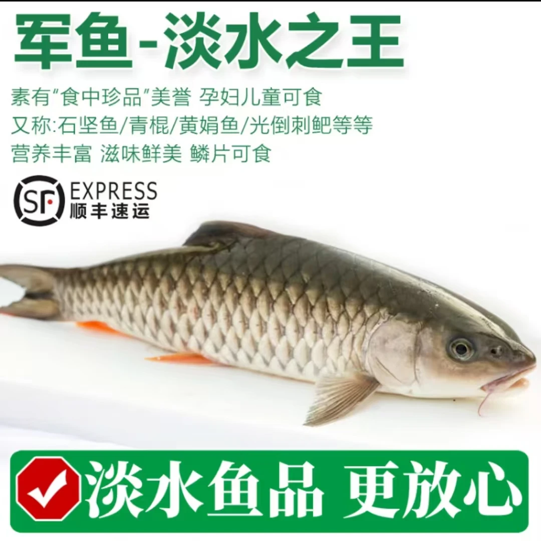 天然水库养殖原生态淡水军鱼活鱼