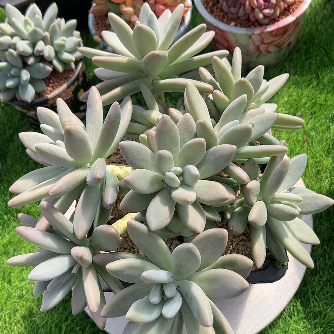【闪购商品】白兰地大群