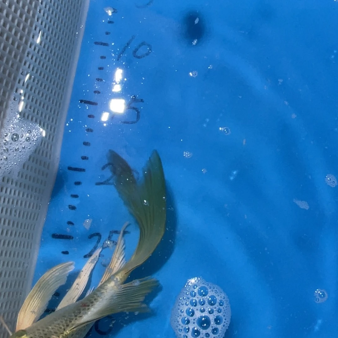 锦鲤锦鲤包邮包售后