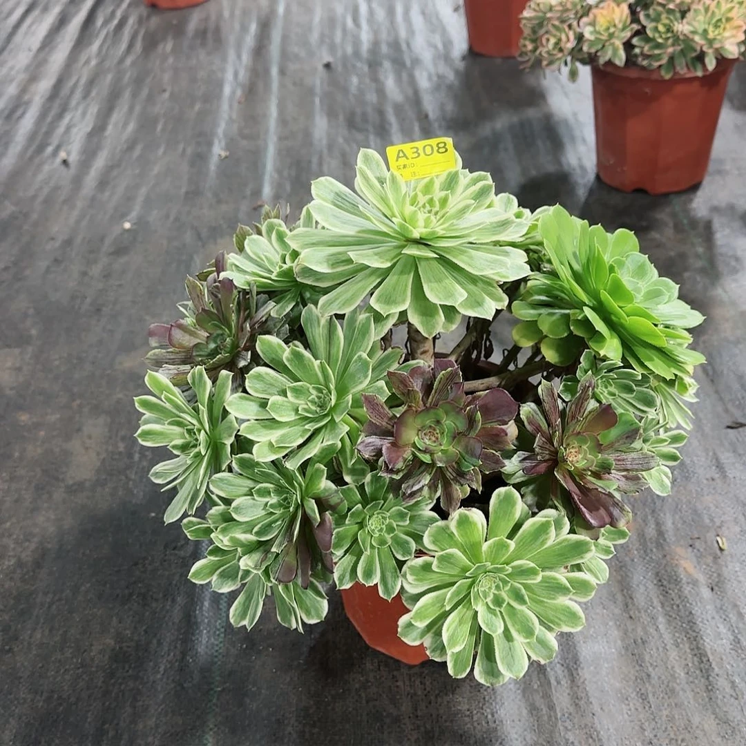 碧浪法师多肉植物308