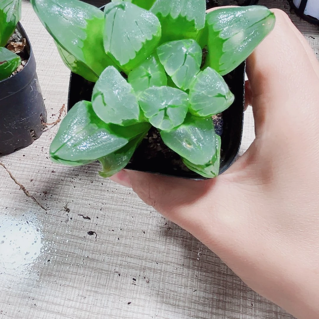 冰城寿多肉植物6666