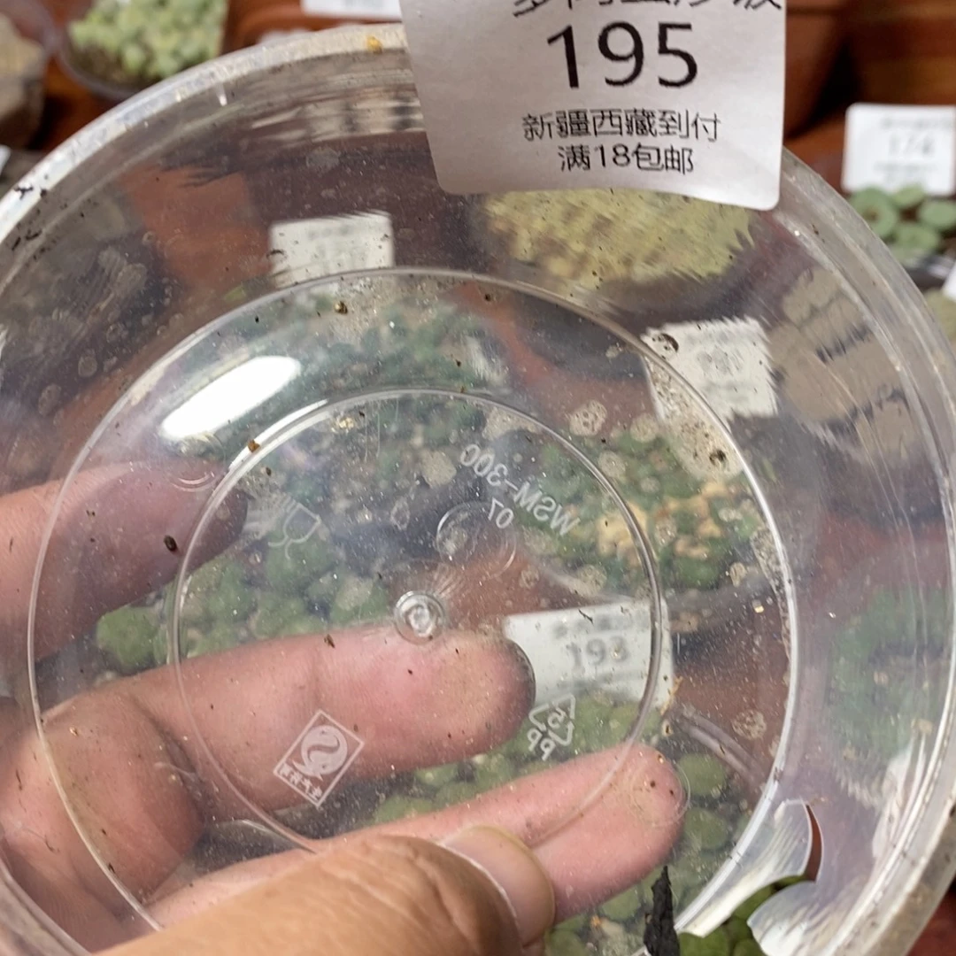 大***路多肉蛋炒饭，感谢您相伴195