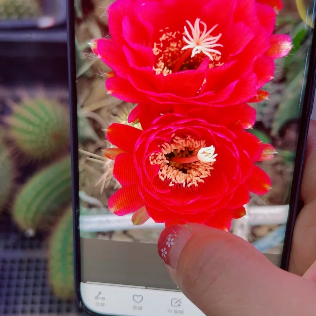 下66毛樱桃红丑歪无根侧芽5公分左右左右20包邮