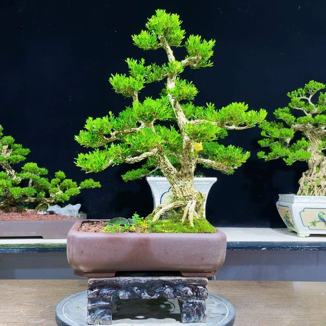 黄杨盆景四季常青