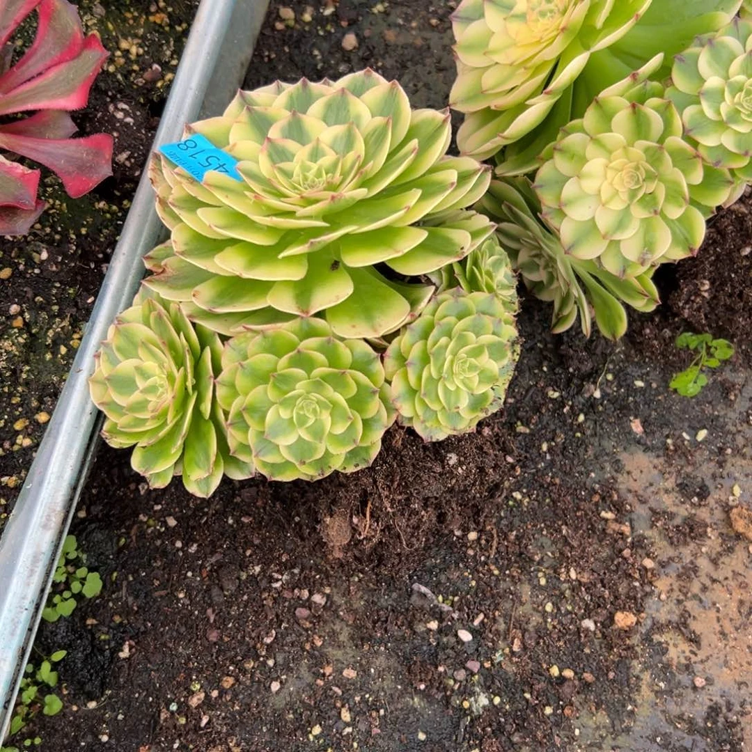 蓝***云4518伊丽莎白诺肉多肉多曲目