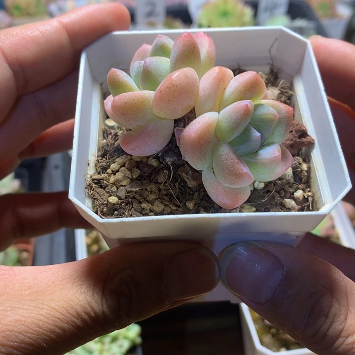 小精控多肉一物一拍