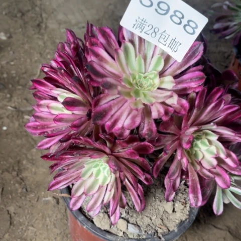 ?*子浪仙多肉多肉5988