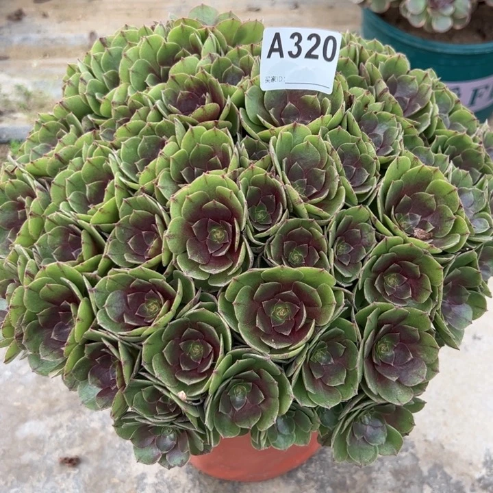 320万拉丝26厘米左右