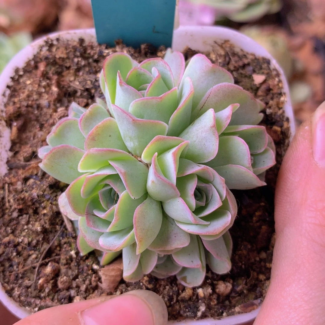 一物一拍花球福利277