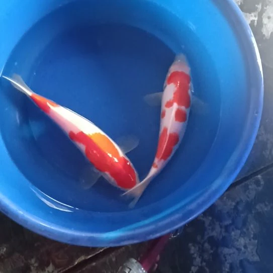锦鲤红白！！！！！！！！！