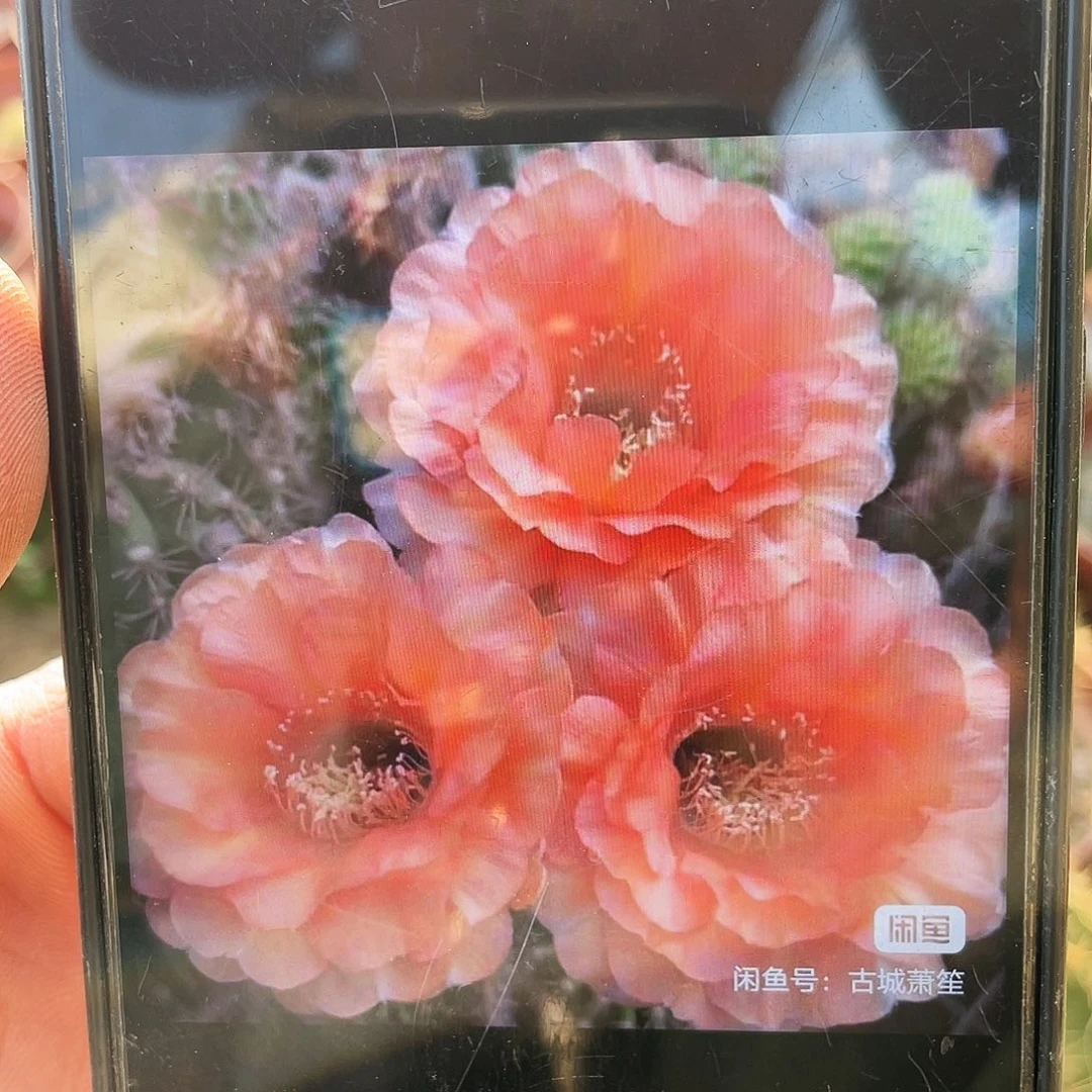 温柔自根球6公分以上带盆土