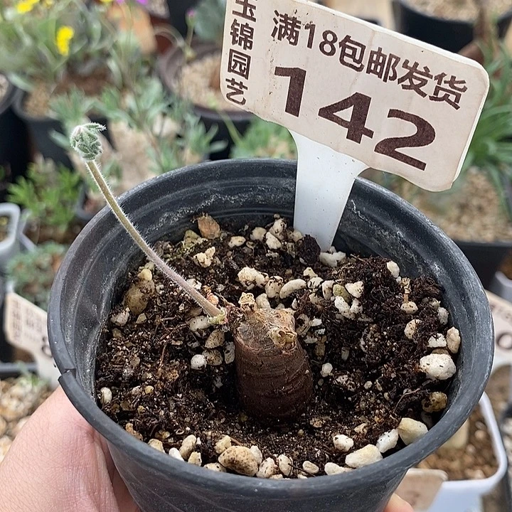 142枯木洋葵一一一一一一一