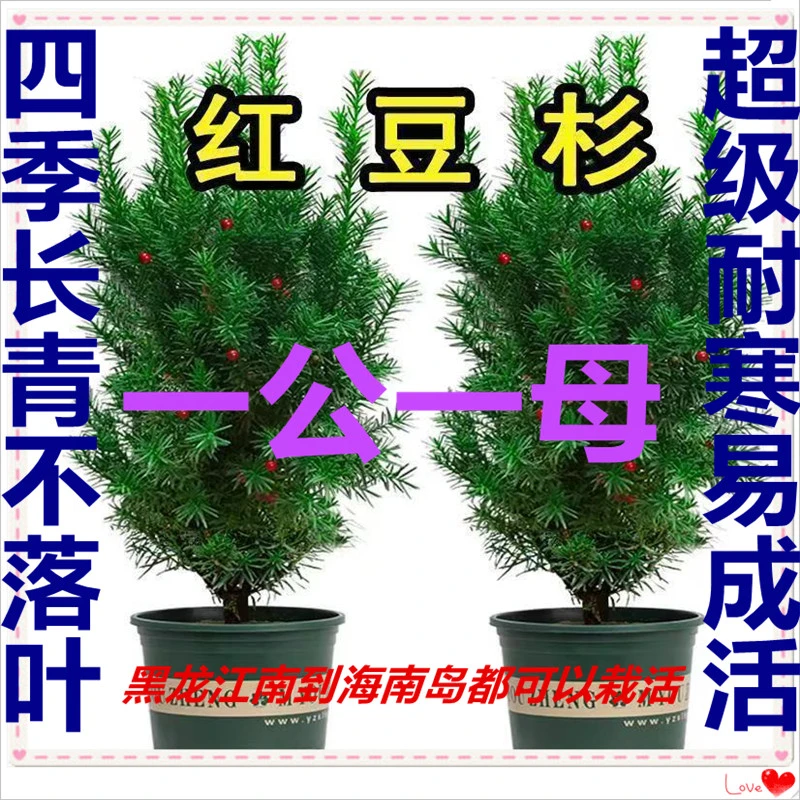 东北红豆杉树苗曼地亚红豆杉南方红豆杉造型红豆杉宝塔形直播间