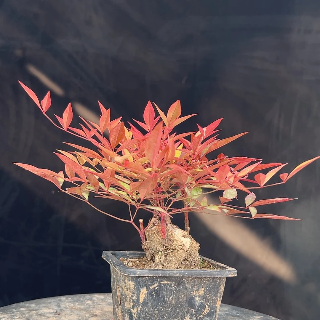 不开花植物1111111111