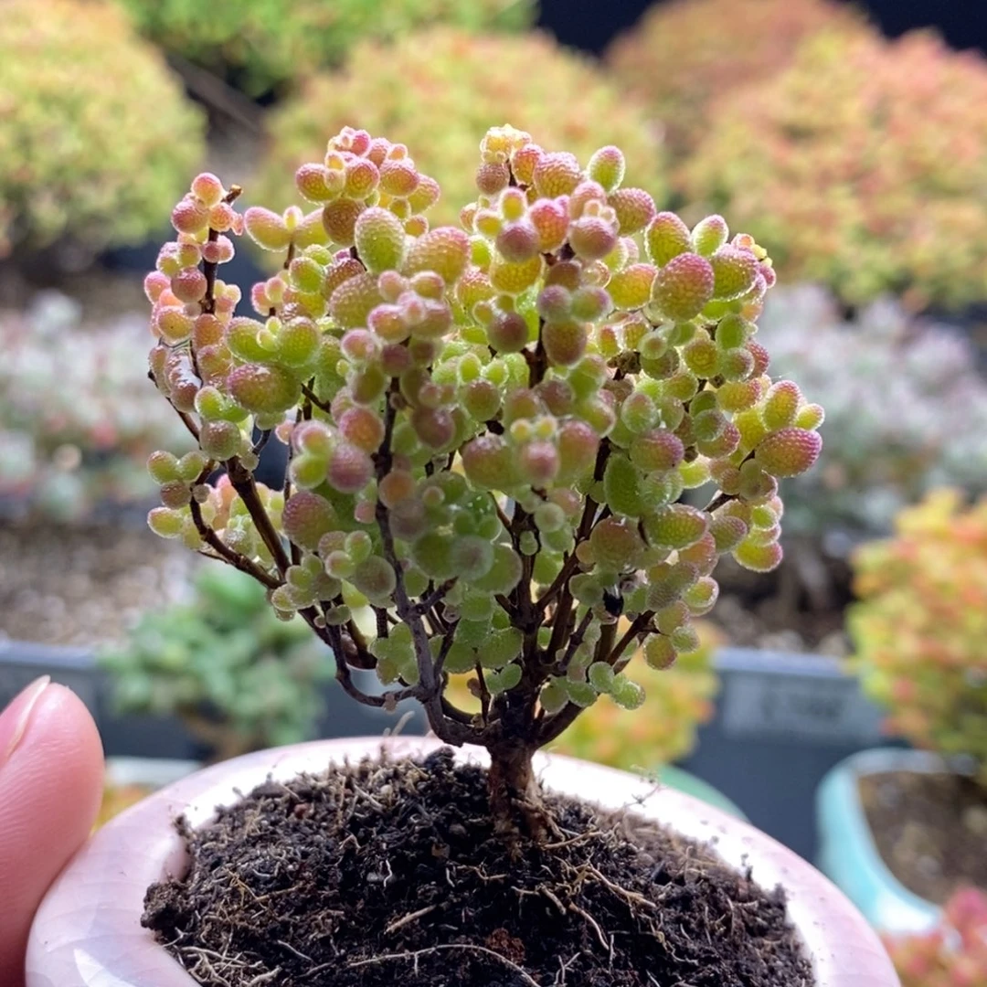 685蜜橘糖球 。