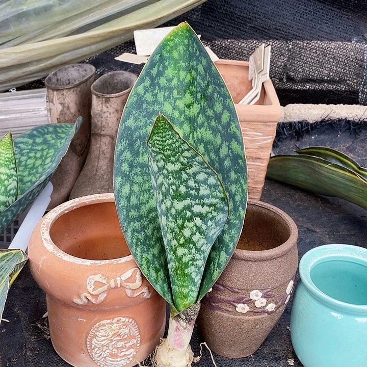 完全开放翠宝镜38cm