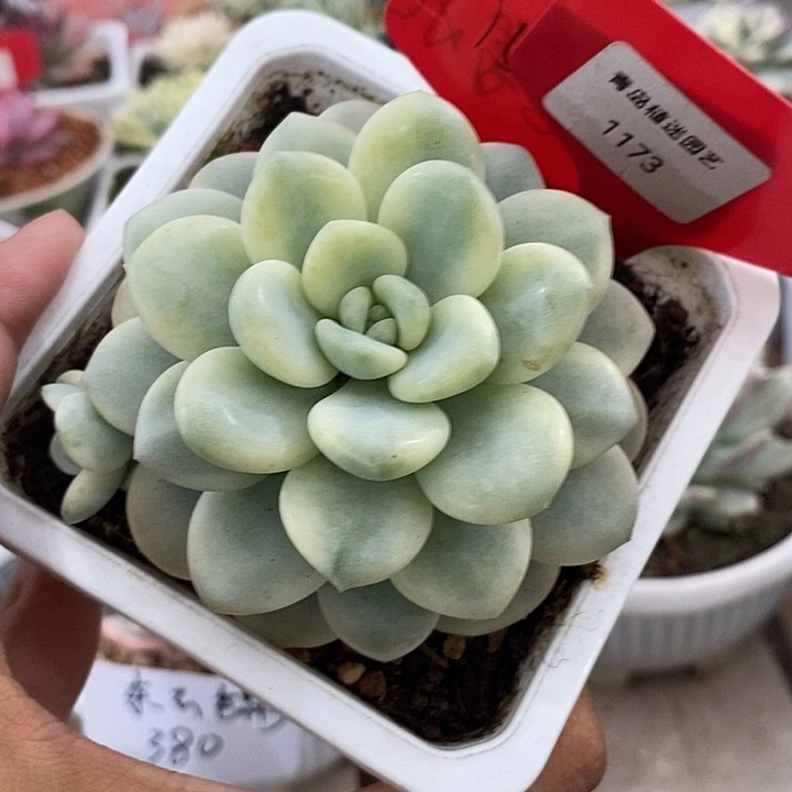 旺***.完全开放1173号白马香水锦多肉