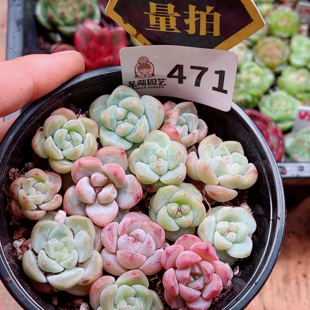 当前无花朵，栽培后可花朵