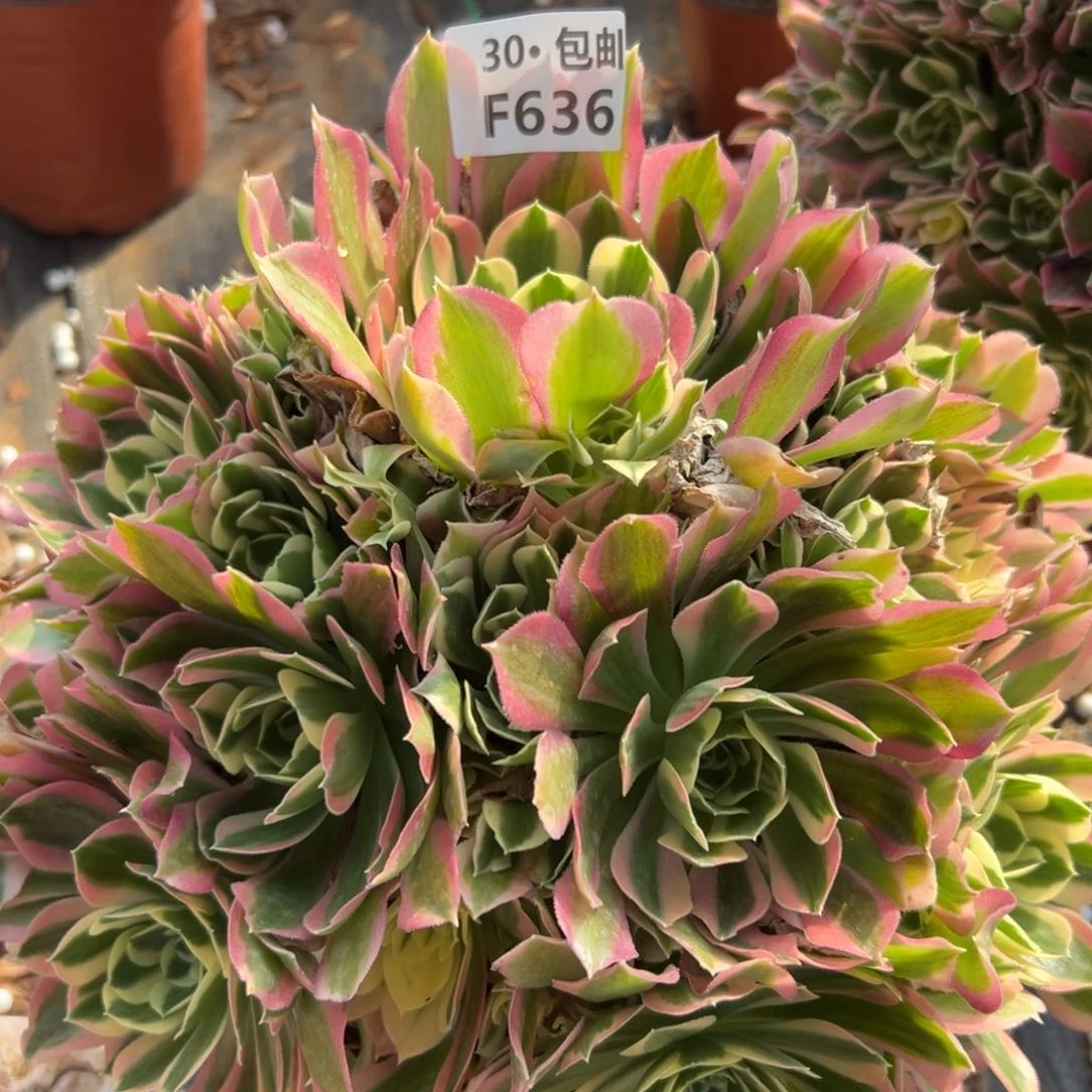 636白凤多肉法师