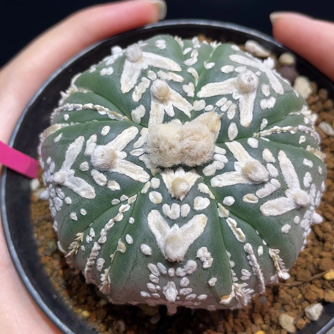 74号6.6cm实生五棱复棱琉璃v