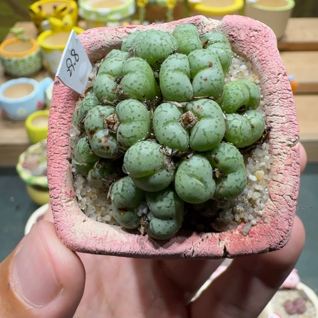 蘑菇1170肉锥群多肉植物