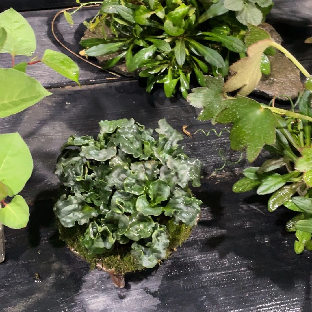 无花朵东***匠日本山野草车前草