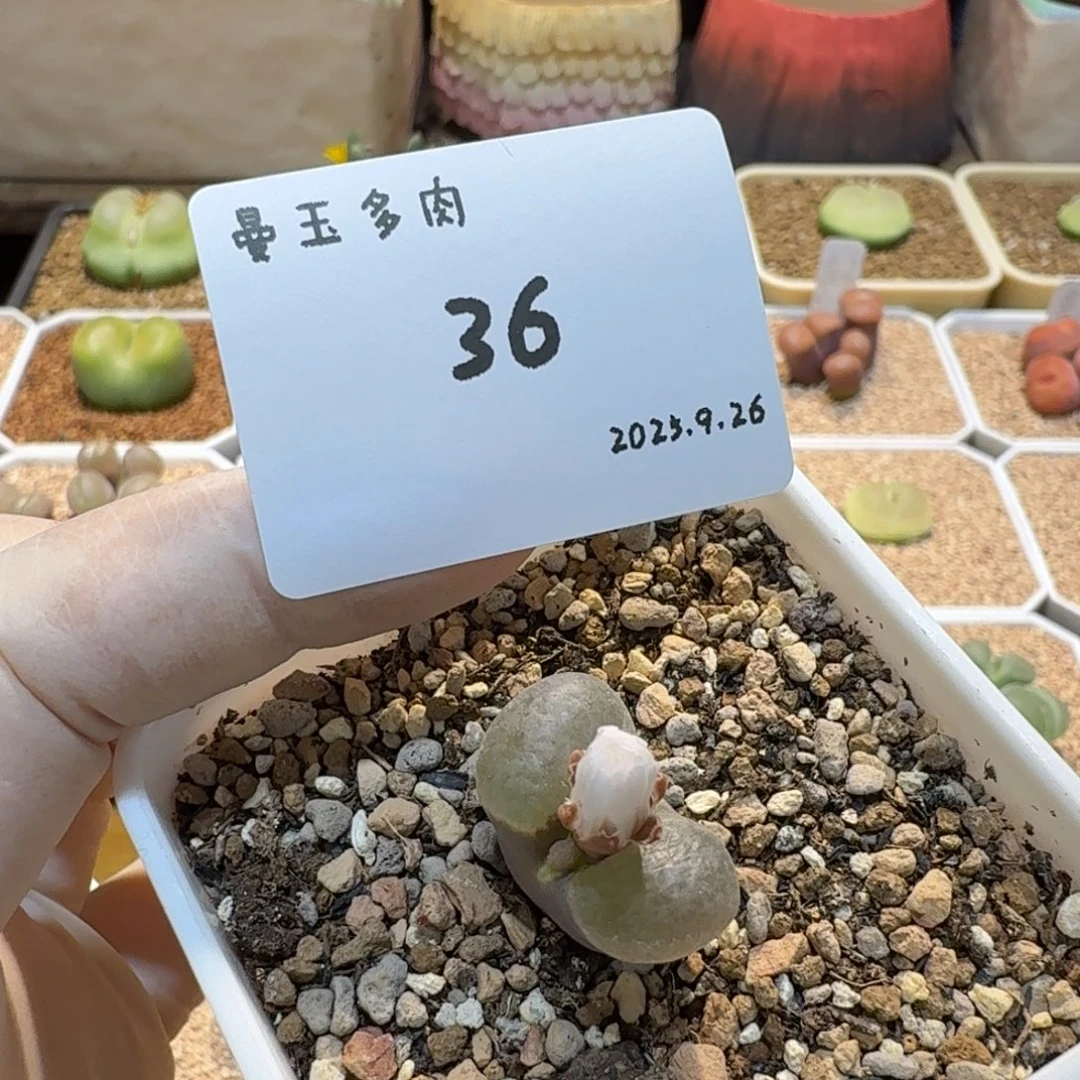 小***九多肉多肉多肉9.26-036克里普兰