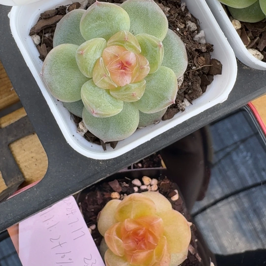 0825-022-胖东东单头