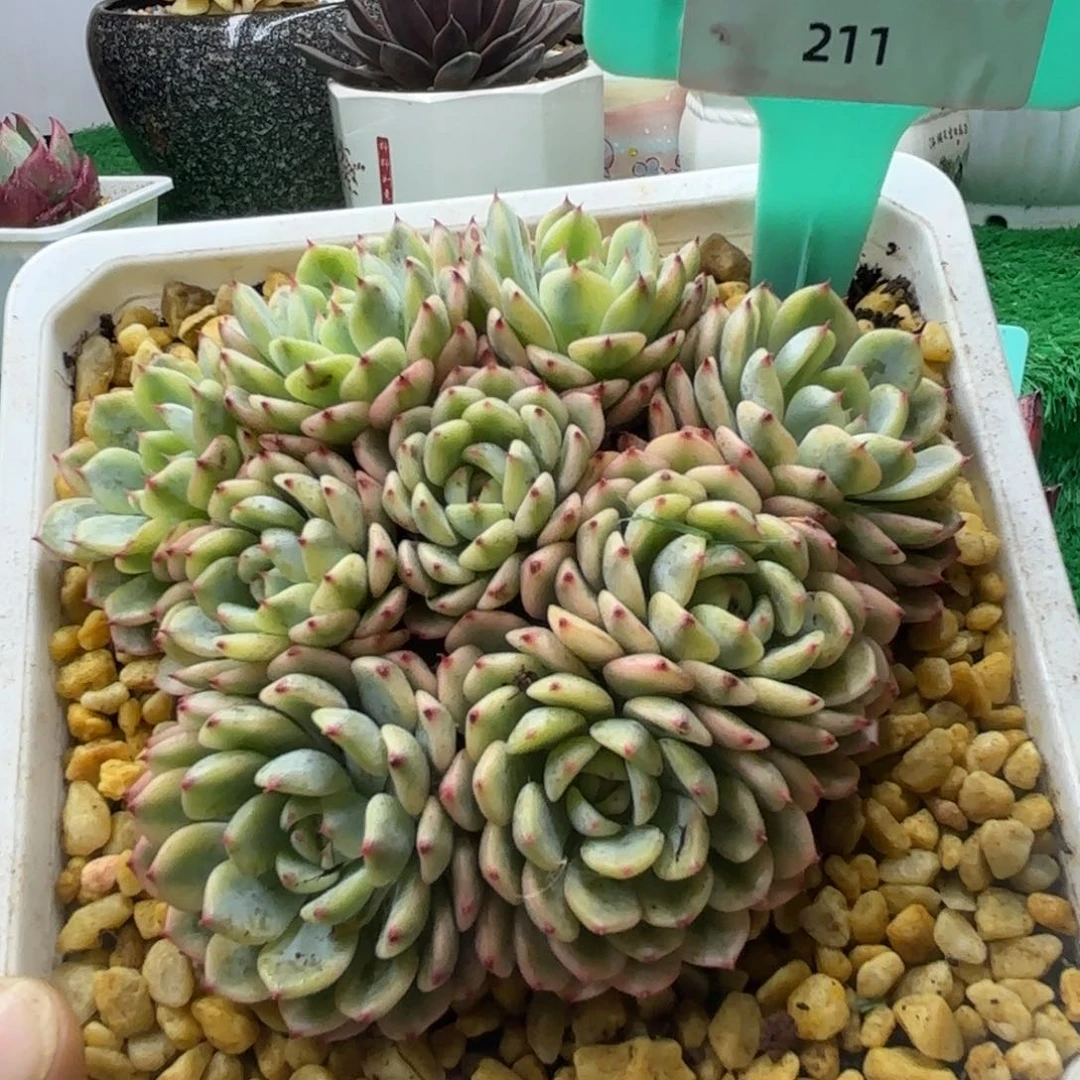 唐二姐多肉编号211