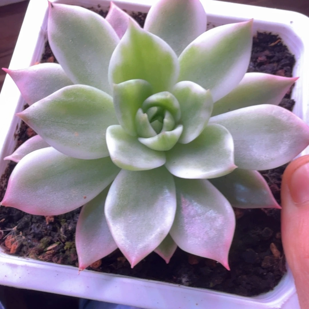 白东云 多肉植物锦