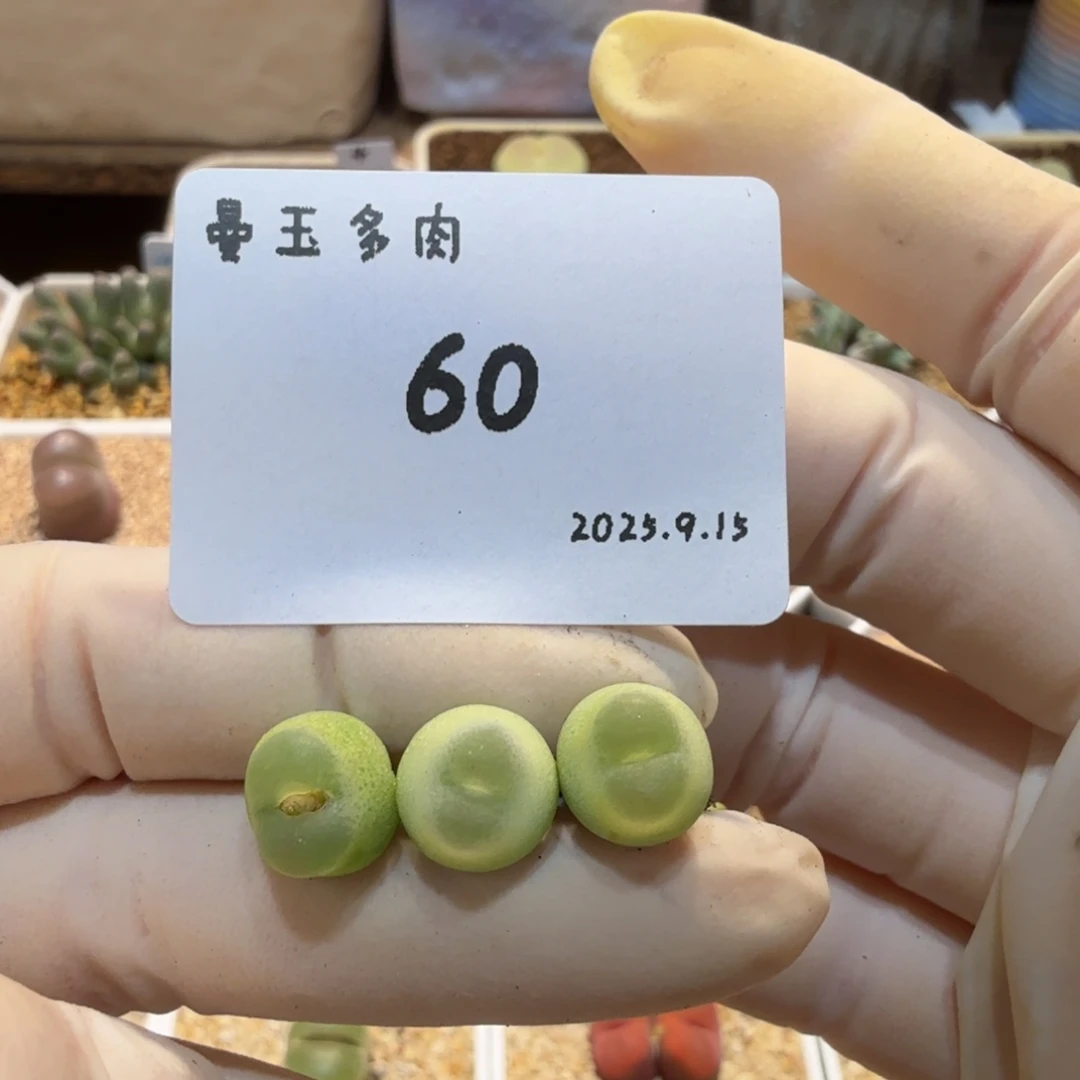 酷***蛋多肉多肉多肉9.15-060
