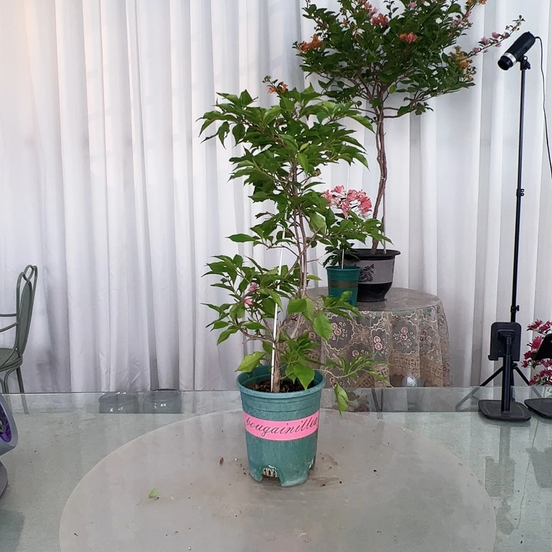 当前无花栽培后可以开花紫红桑巴一颗，不带花