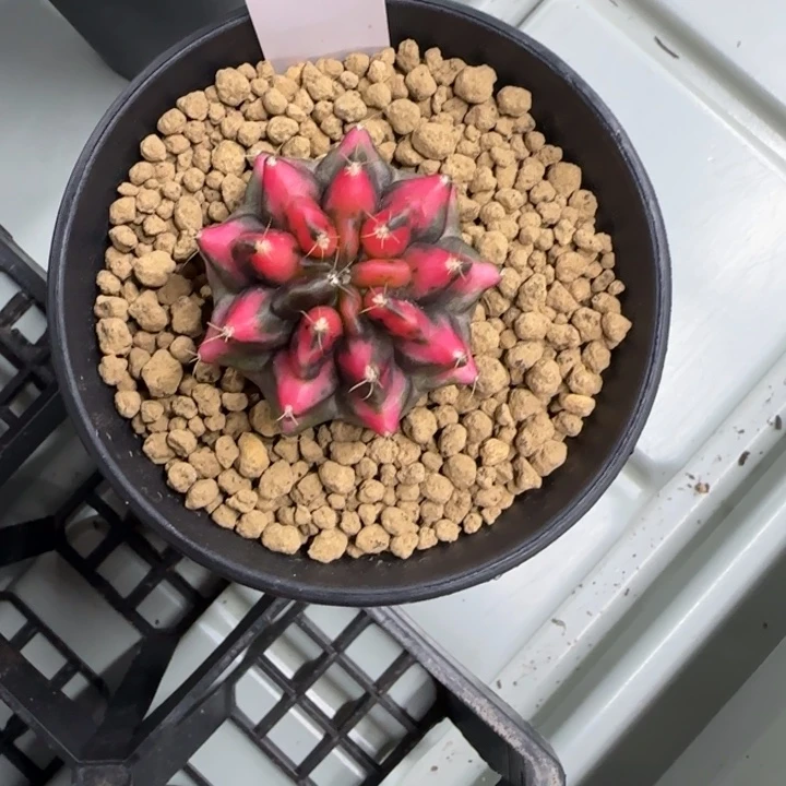 68-0209红龙脱土发多肉