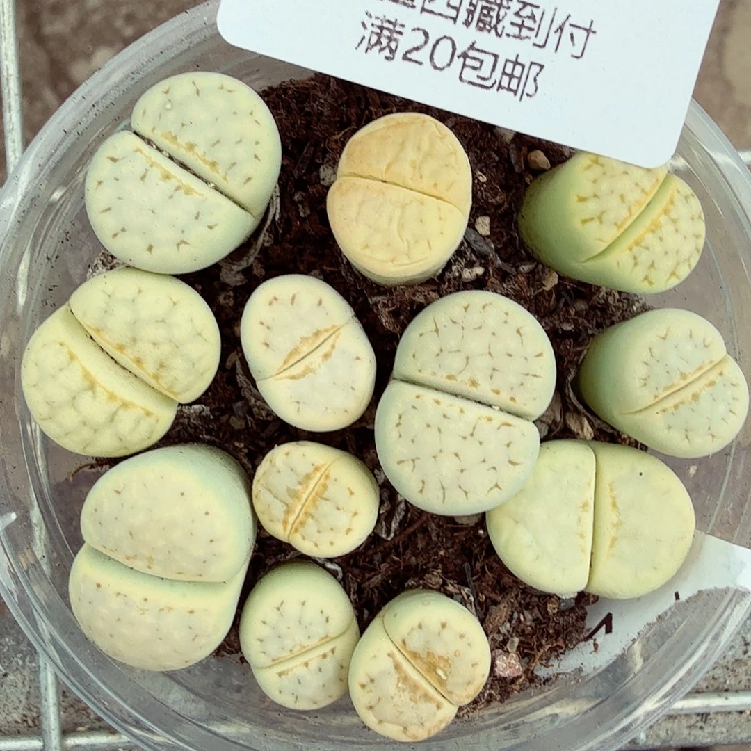 是不是很喜欢这个风格哟206