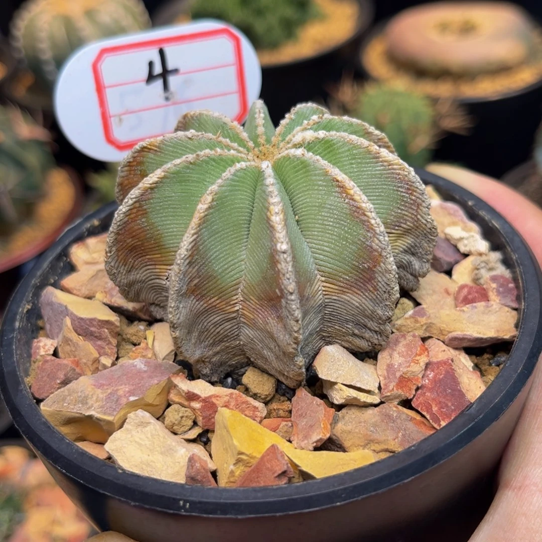 辛顿花笼Zzzzzzzzzzzzzz