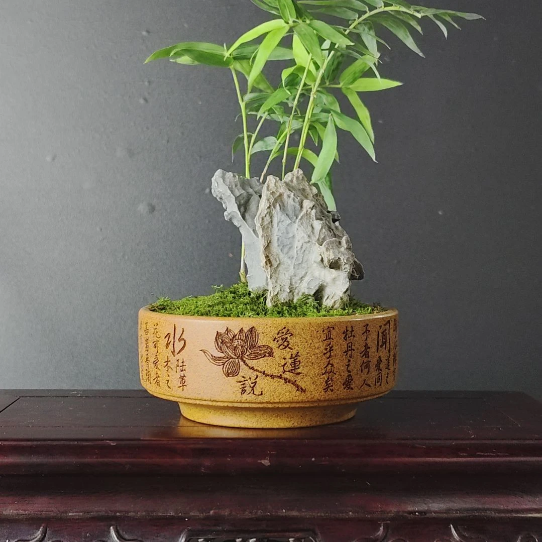 无花朵盆景，凤尾竹，风凌石