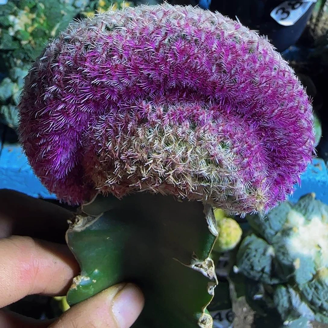 红太阳缀化成553仙人球