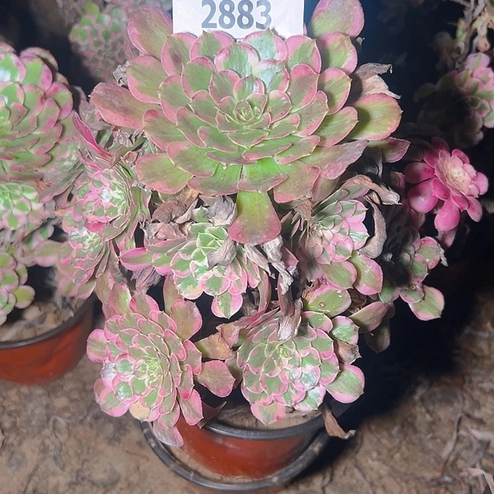 2883霁月多肉植物保护