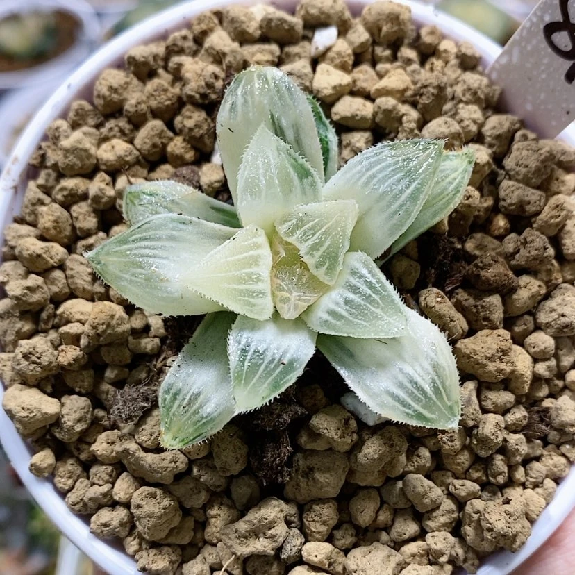【闪购商品】87糊斑棉花糖锦