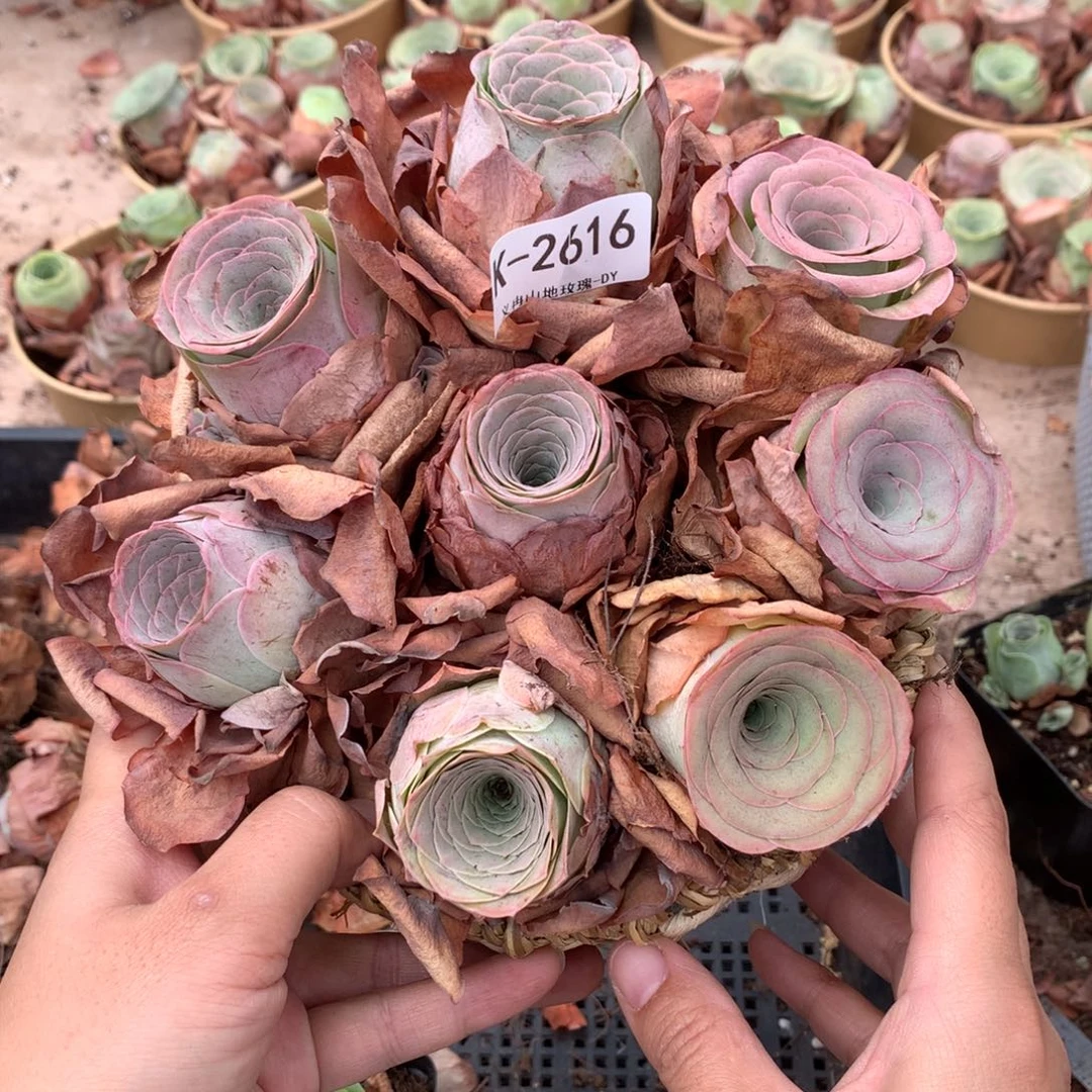 2616精品货带篮子8颗