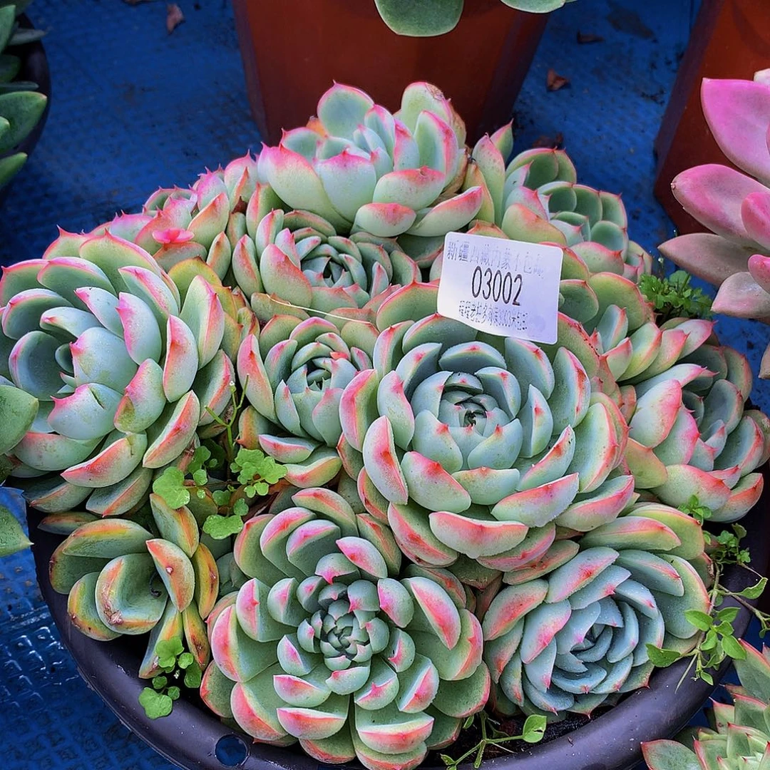 图***图侧影03002多肉多肉